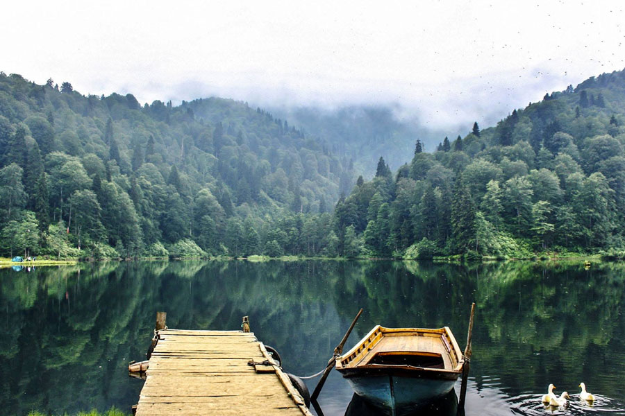 artvin web tasarım