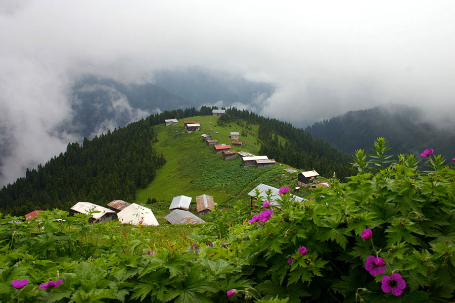 rize web tasarım